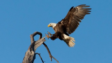 eagle landing on limb