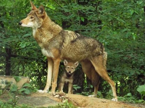 female red wolf and pup at LBL