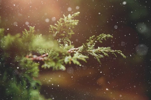 cedar tree