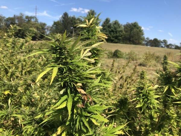 hemp