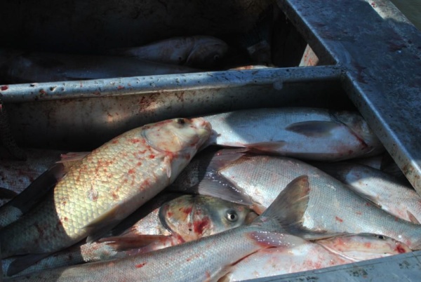 asian_carp_0