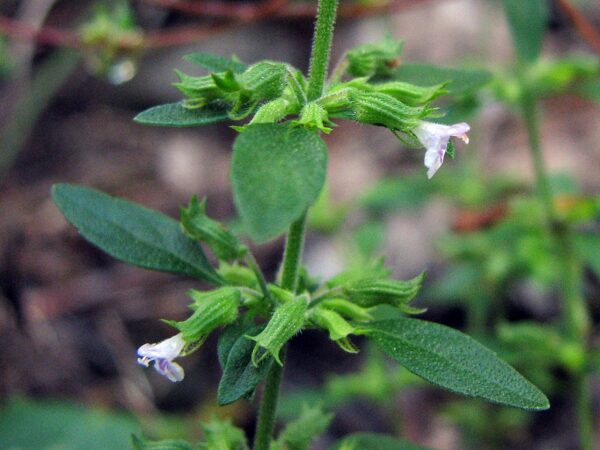 Pennyroyal plant