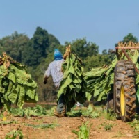 Kentucky immigrant migrant farmers tobacco