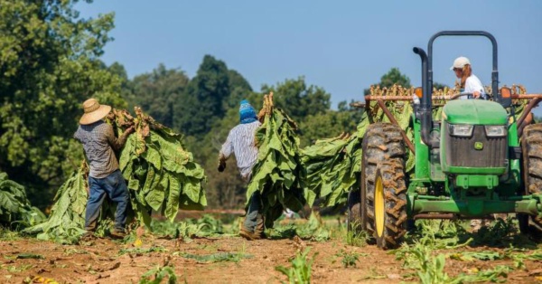 Kentucky immigrant migrant farmers tobacco