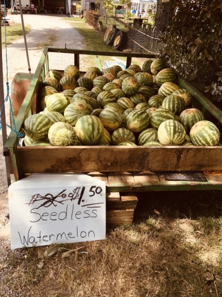 Watermelon-Casky-Lane-stand