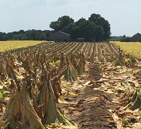 tobacco-patch