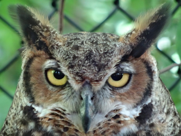 great-horned-owl-lbl
