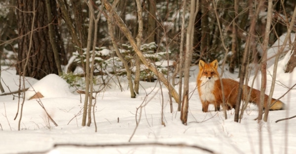 Fox encounter makes for memorable trek into the woods for a Christmas tree