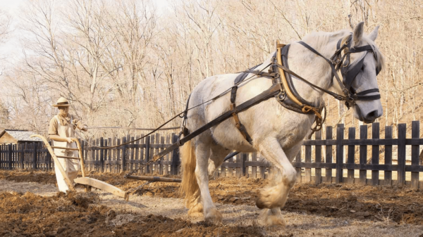 percheron horse and historical enactor