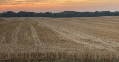 A harvested winter wheat field in July 2020 on Coxmill Road.