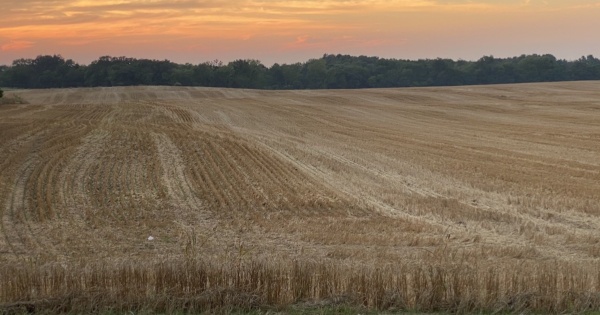 winter wheat feature