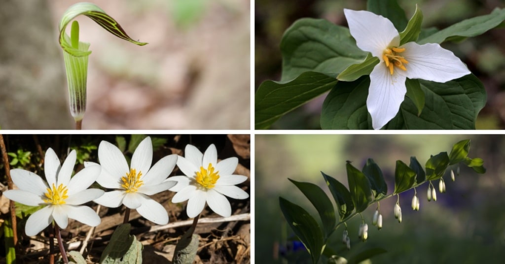 bloodroot, trilliums, jack-in-the-pulpit and solomon's seal