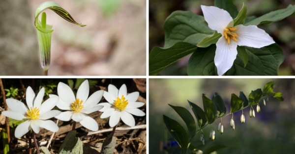 Jack-in-the-pulpit_Solomons-seal_Trilliam_Bloodroot_wildflowers-1