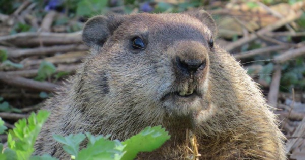 beaver