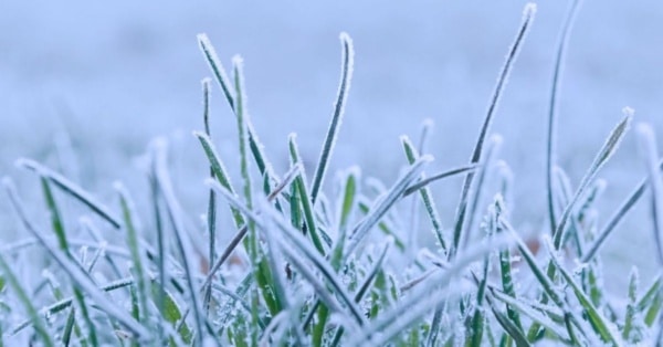 frost grass feature