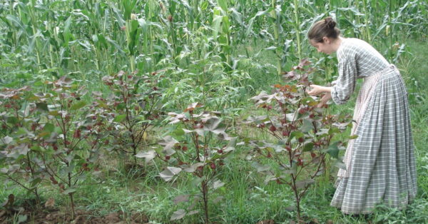 woman in cornfield at homeplace
