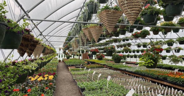 greenhouse