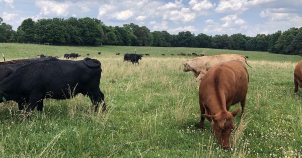 cattle grazing feature
