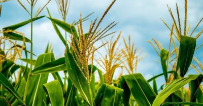 corn in field feature