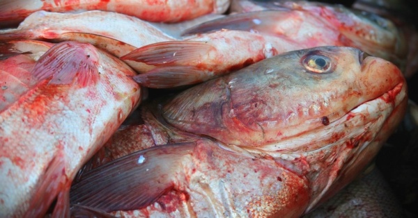 Asian carp