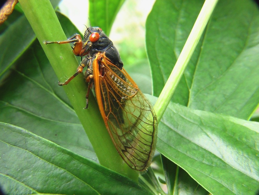cicada on a leaf
