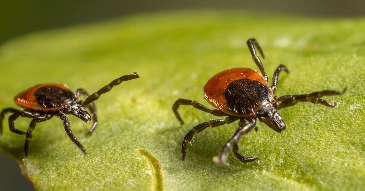 Ticks thrive in Kentucky climate and habitats