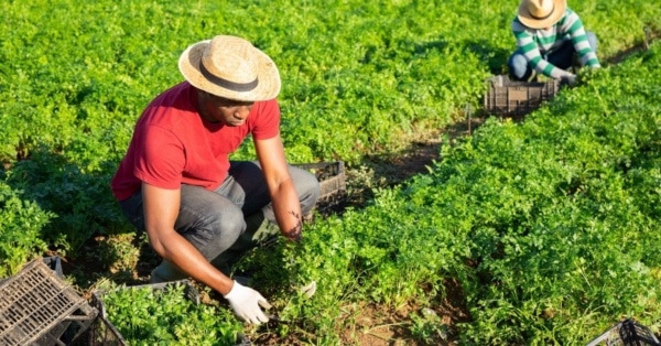 black farmer
