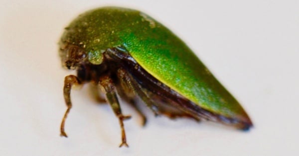 hebetica sylviae