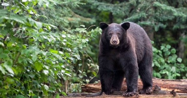black bear feature