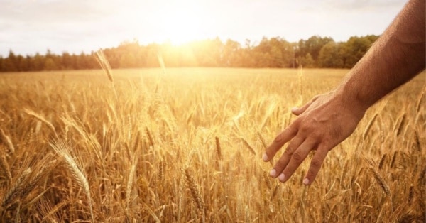 wheat field feature