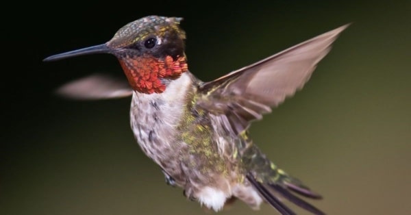 LBL event to feature hummingbirds
