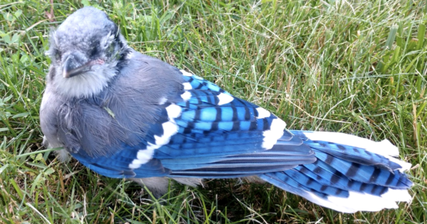 sick birds Ky feature.jpg