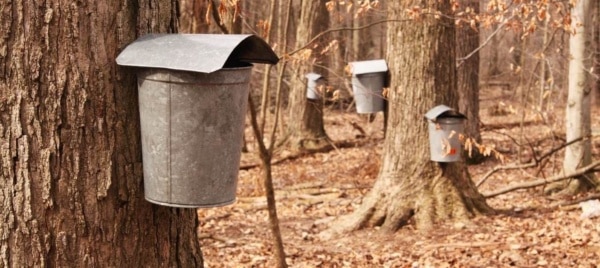 maple syrup trees feature