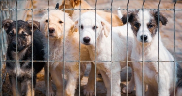 dogs shelter feature