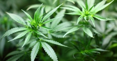 cannabis_marijuana_seedling