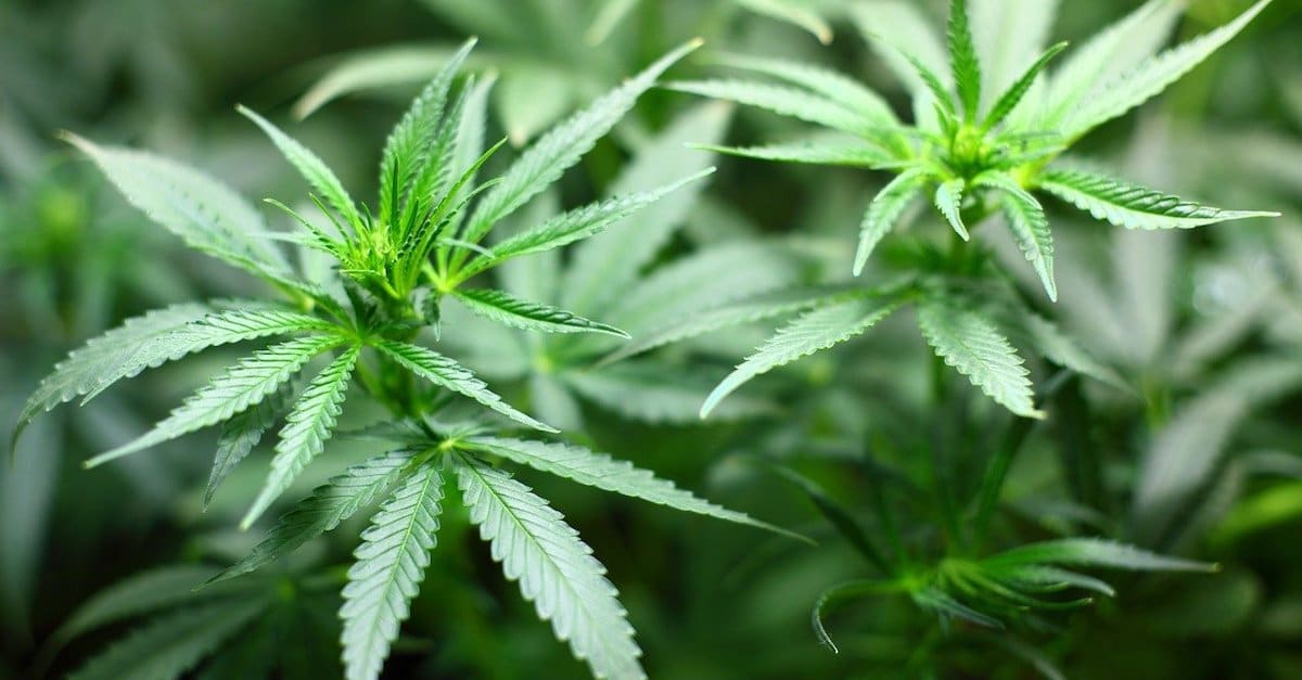 Kentucky lawmakers filed 8 medical marijuana bill in current session - Vimarsana News