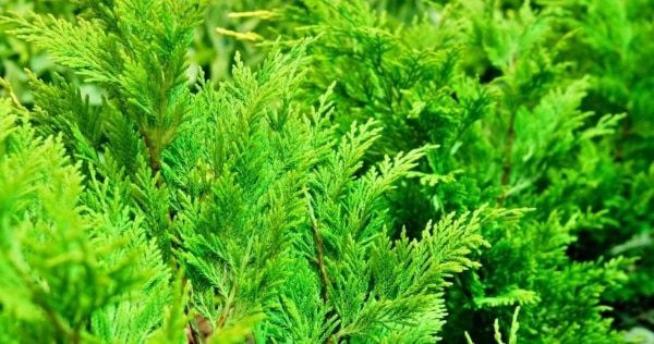 cedar tree branches feature