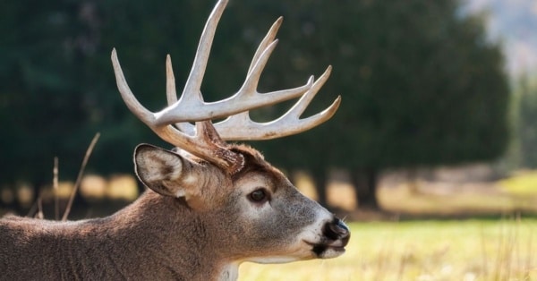Western Kentucky precautions urged to curtail wasting disease in deer