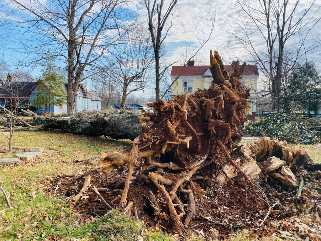 tree downed by pembroke tornado