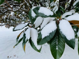 snow on leaves