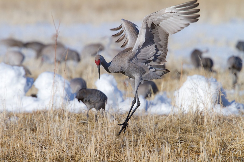 LBL Wildlife Report Nature's lifelong dancers, the sandhill crane