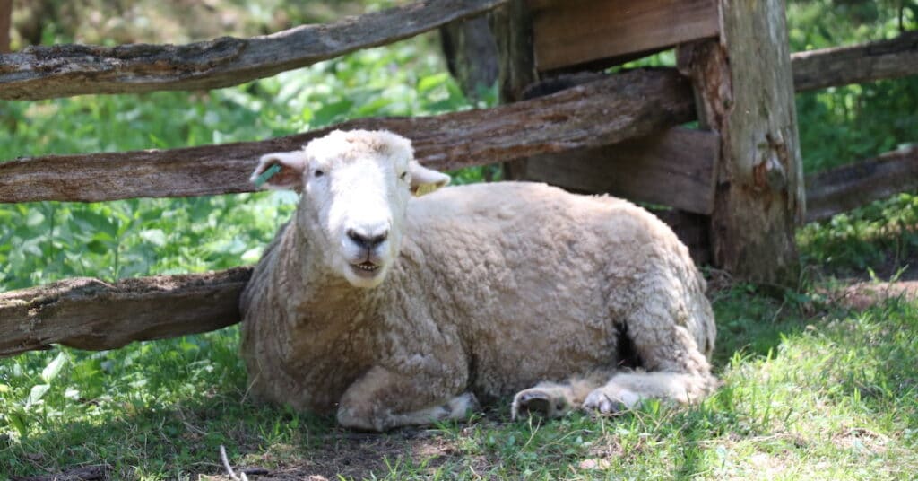 sheep at LBL's Homeplace