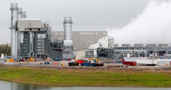 paradise-TVA-plant-feature