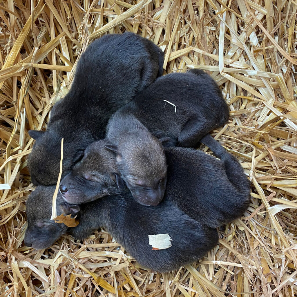 Newborn Gray Wolf Pups