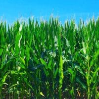 More than $3M from tornado fund to assist grain farmers