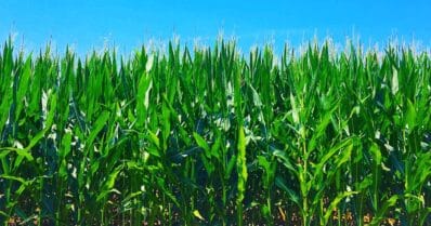 A cornfield on Casky Lane at Bradshaw Road south of Hopkinsville. (Photo by Jennifer P. Brown)