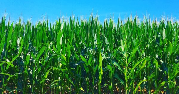 christian county corn feature