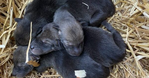 red wolf pups LBL feature
