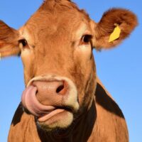 cow