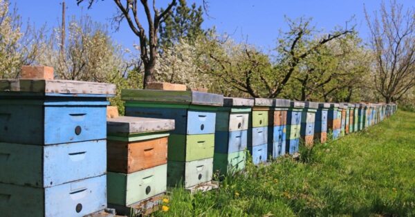 bee boxes